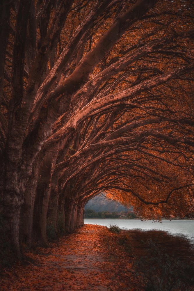 Autumn Tree Tunnel by Marcus Hennen