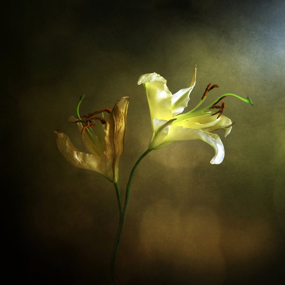 Blooming and Fading Lily by Margaret Halaby