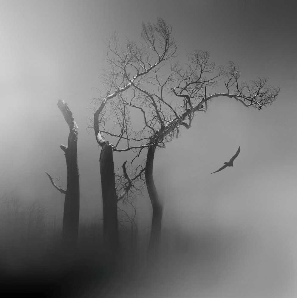 Lone Bird Misty Trees by Margaret Halaby