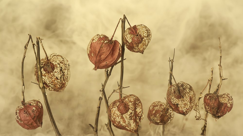 Dried Autumn Lanterns by Marie-anne Stas