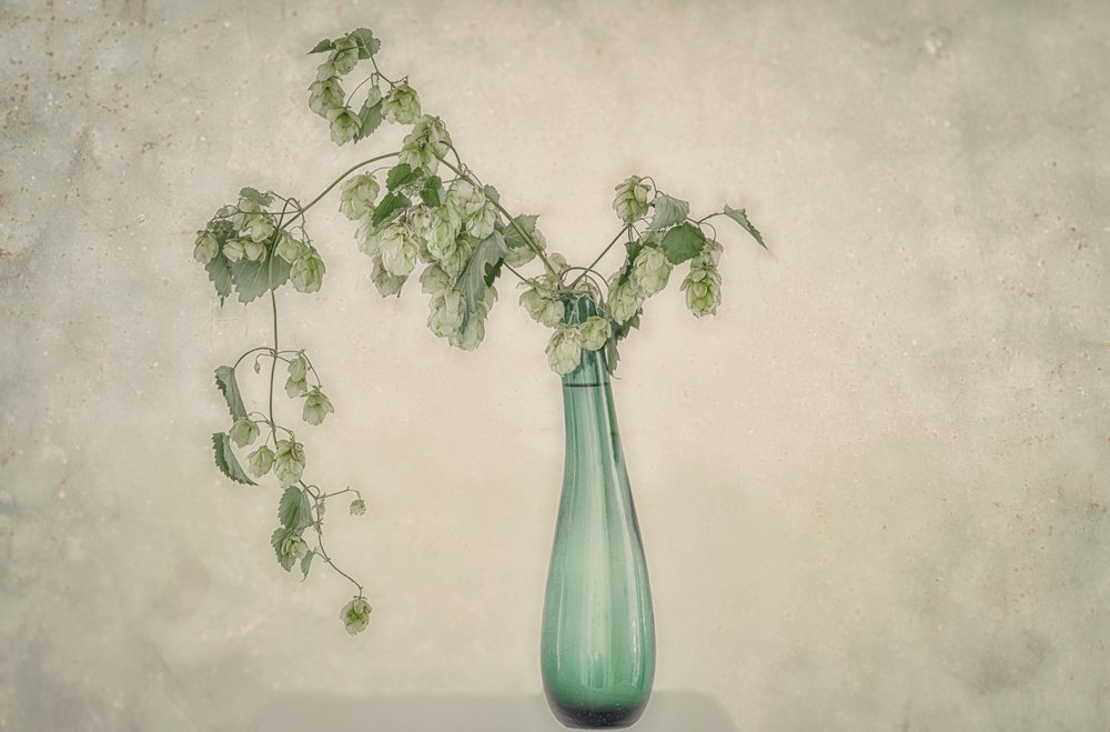 Green Hops Still Life by Marie-anne Stas