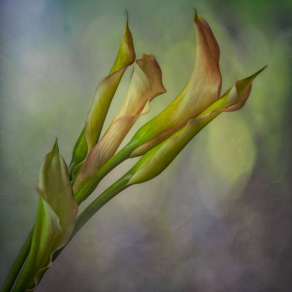 Soft Calla Lilies by Marie-anne Stas