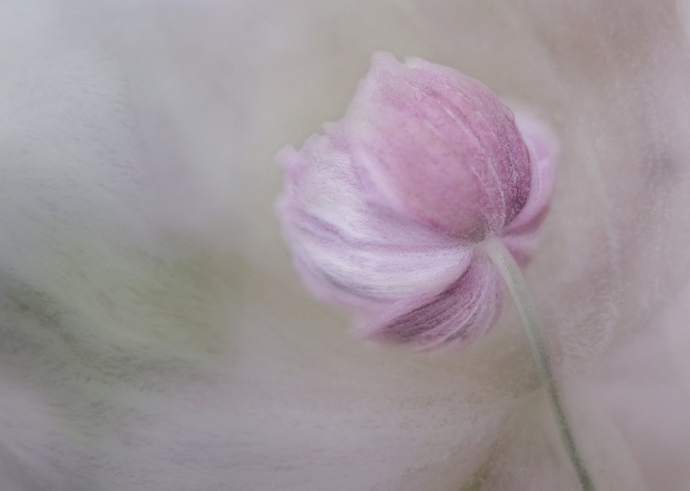 Soft Pink Bloom by Marie-anne Stas