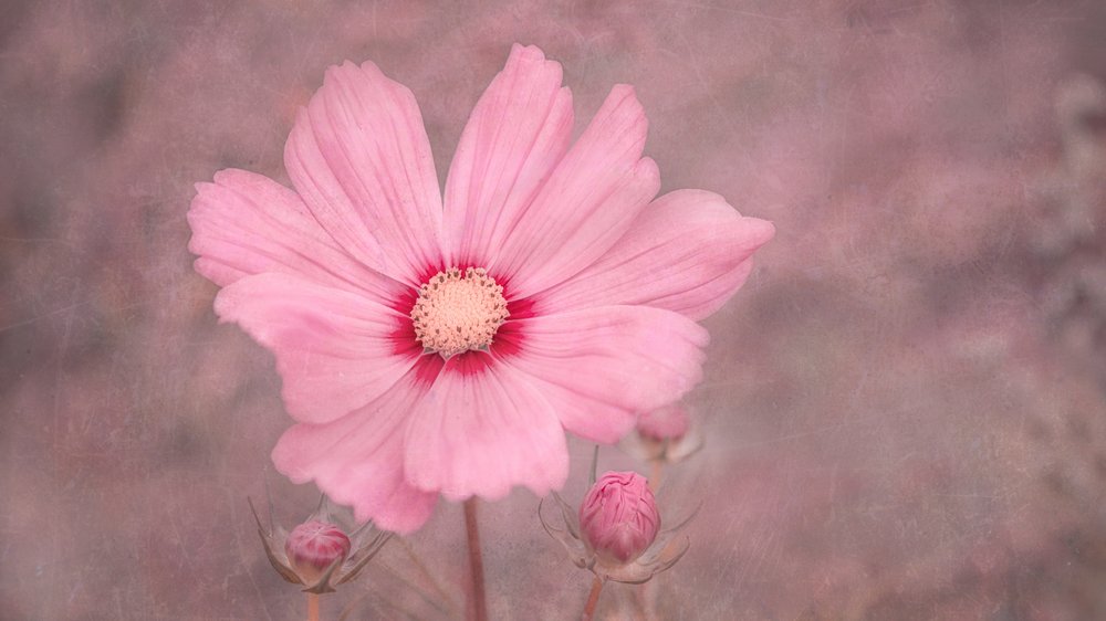 Soft Pink Cosmos by Marie-anne Stas
