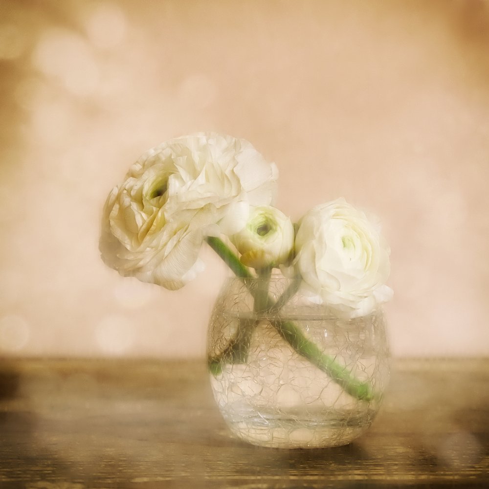 Soft Ranunculus Bloom by Marie-anne Stas