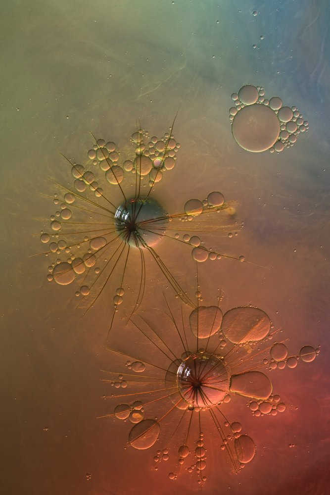 Colorful Fluid Starbursts by Marijose Cueli
