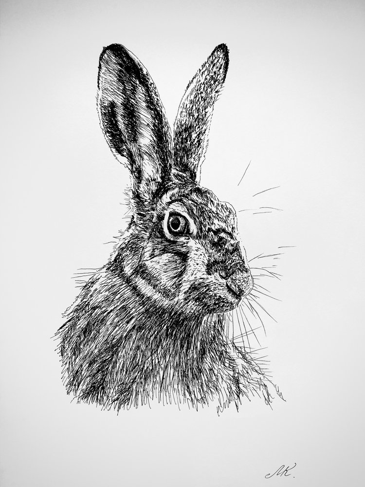 Curious Hare Drawing by Marina Kozyr