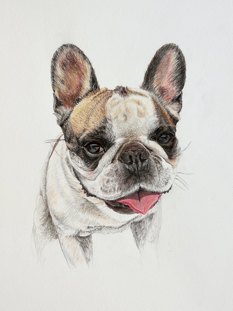 Happy French Bulldog by Marina Kozyr