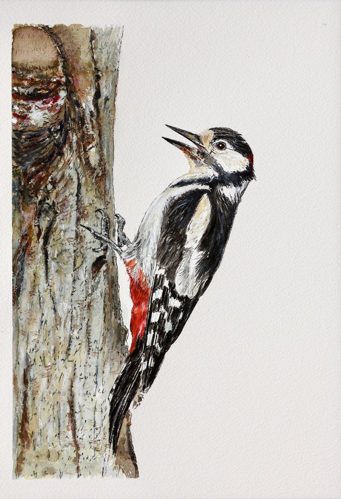Spotted Woodpecker Perched by Marina Kozyr