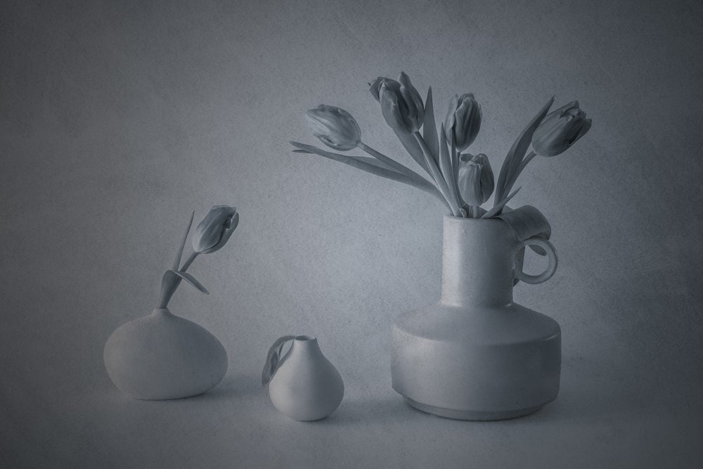 Moody Still Life Tulips by May G