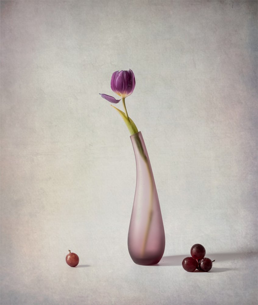 Purple Tulip Still Life by May G