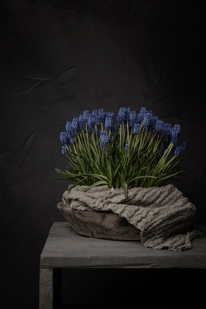 Rustic Blue Hyacinths by Mayra Pama