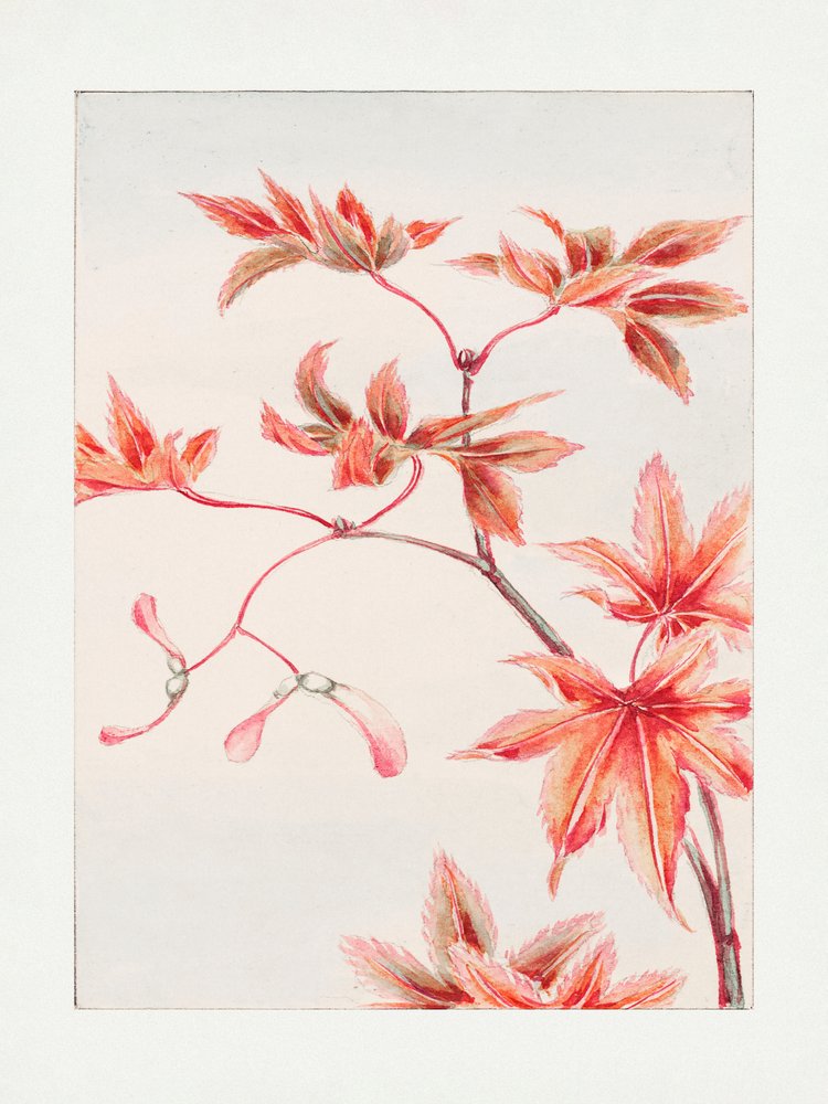 Branch of Momiji Maple Tree With Leaves and Seeds During 1870–1880 by Megata Morikaga