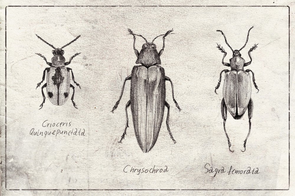 Insect Symphony by Mike Koubou