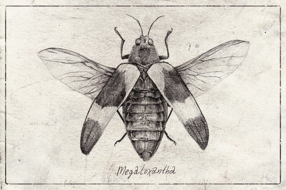Intricate Insect Sketch by Mike Koubou