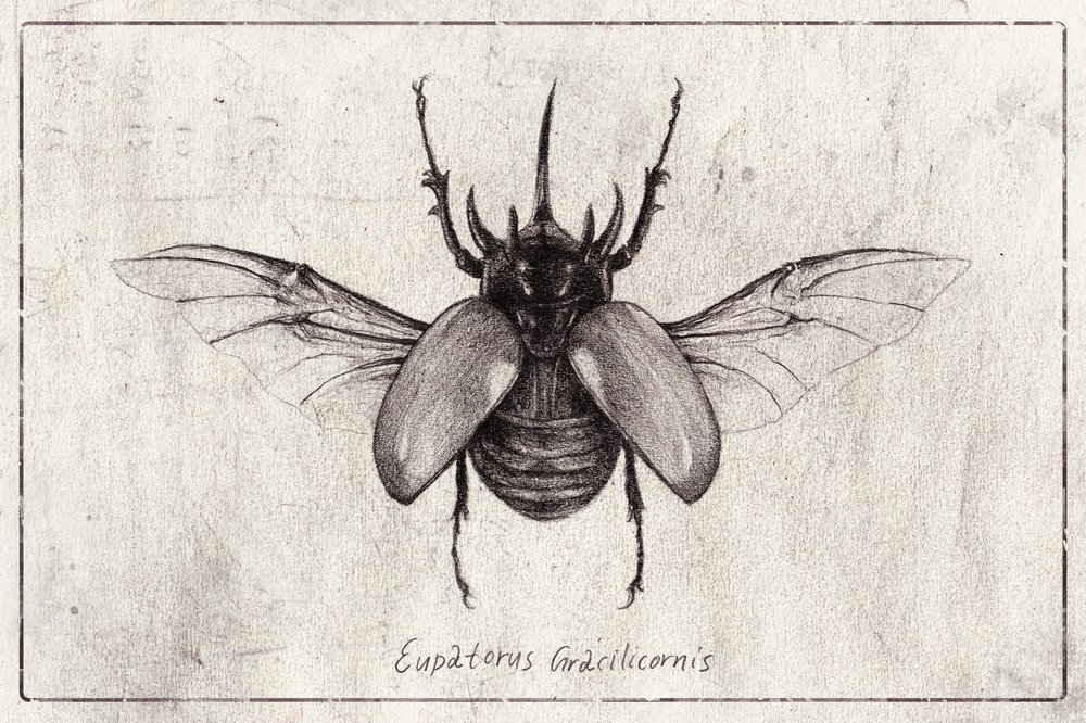 Pencil Drawing of a Eupatorus Gracilicornis Beetle by Mike Koubou