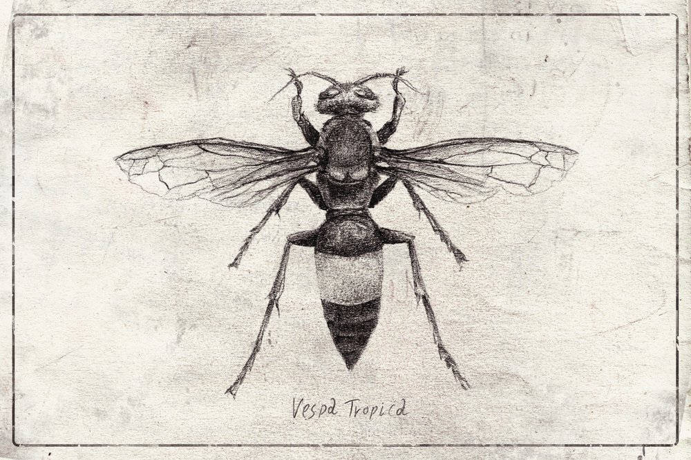 Wasp Sketch Study by Mike Koubou