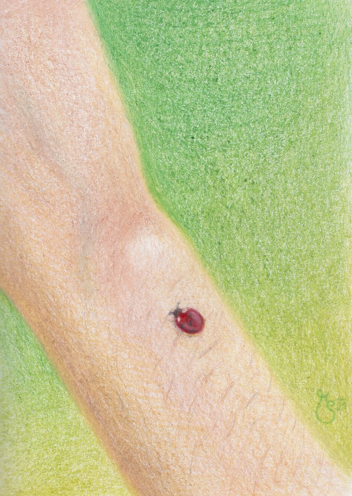 Gentle Ladybug On Arm by Mirjam Schrei