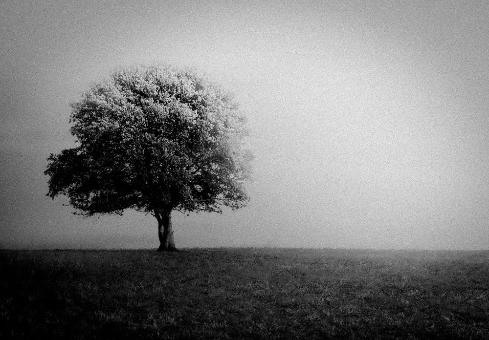 Lone Tree in Mist by Monika Zemojtel