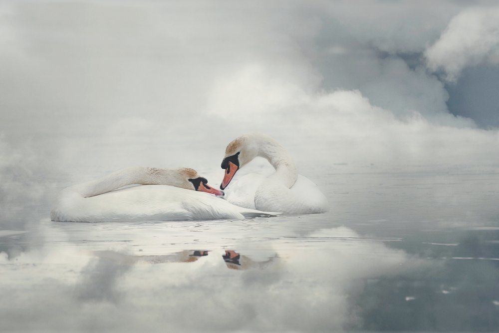 Serene Swan Couple by Monique van Velzen