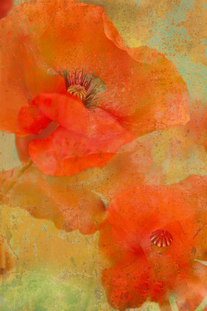 Vibrant Orange Poppies by Monique van Velzen