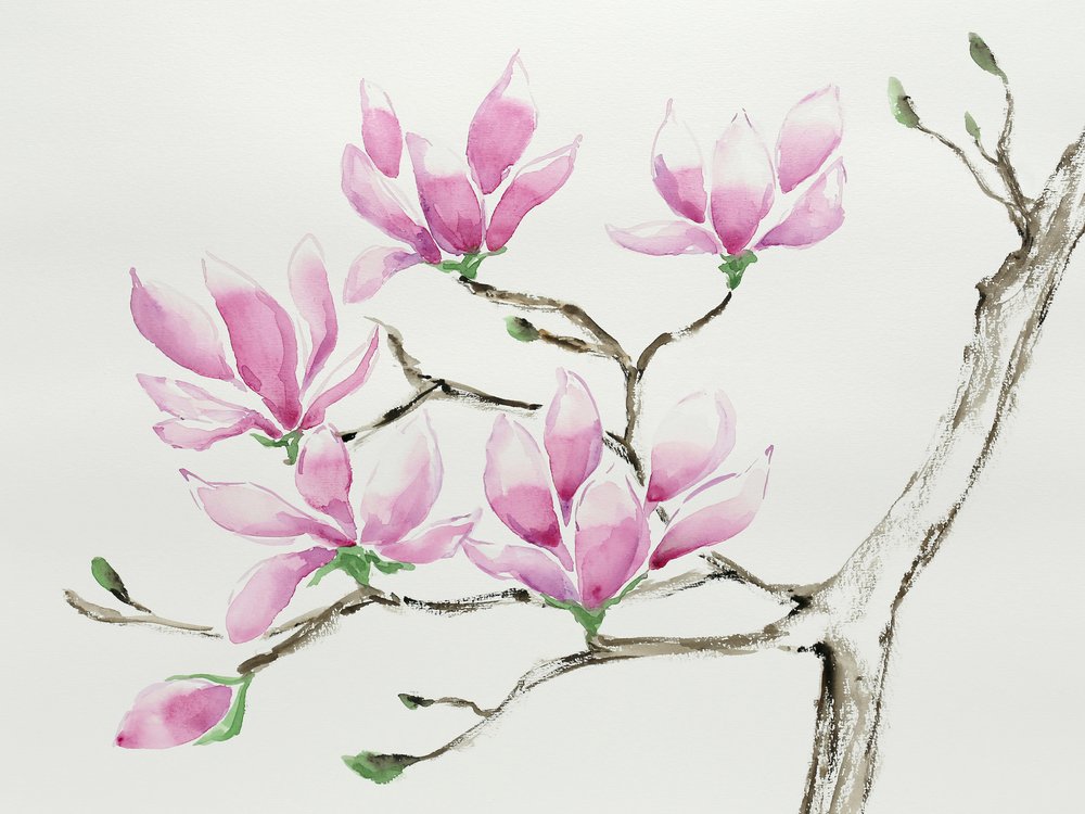 Delicate Pink Magnolias by Natalie Bruns