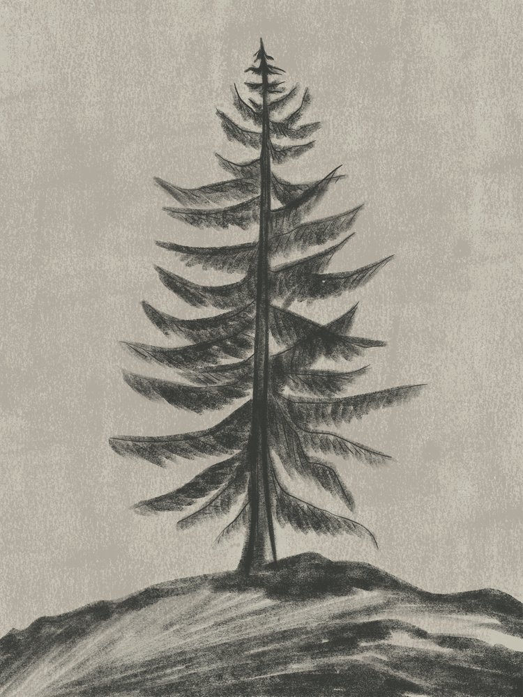 Solitary Pine Tree by Nikita Jariwala
