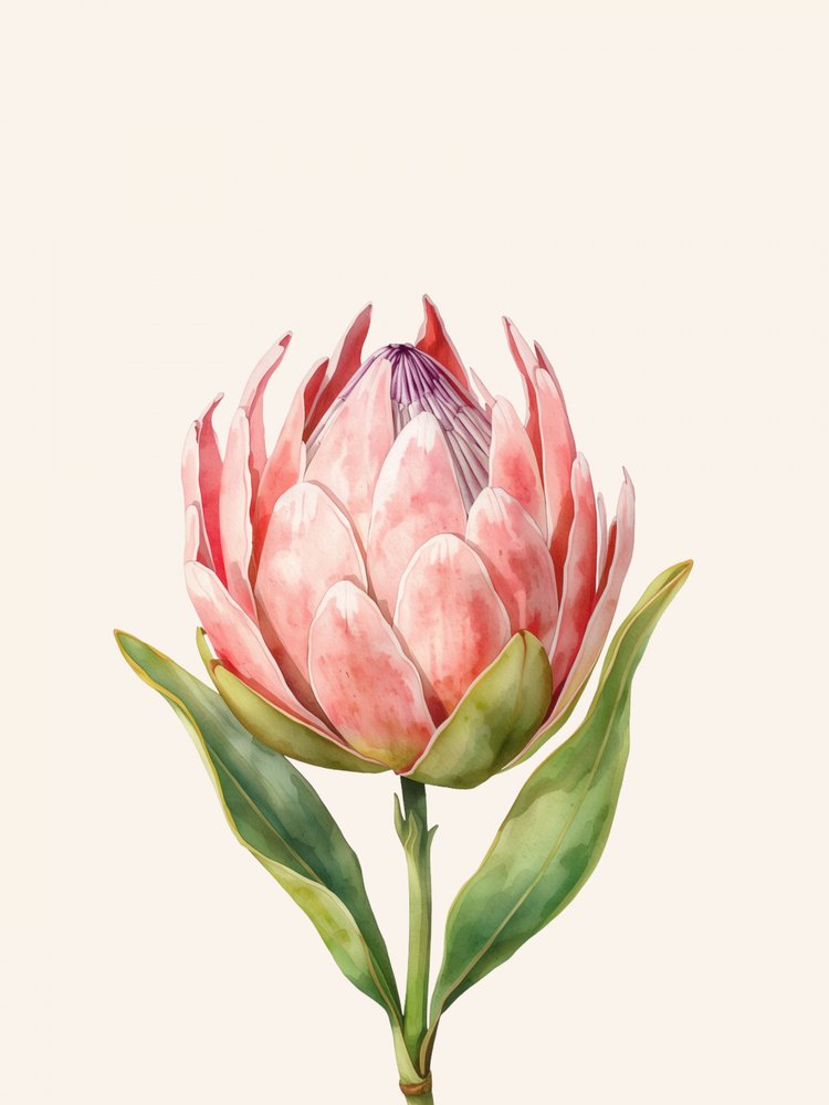 Pink Protea Bloom by Ohkimiko