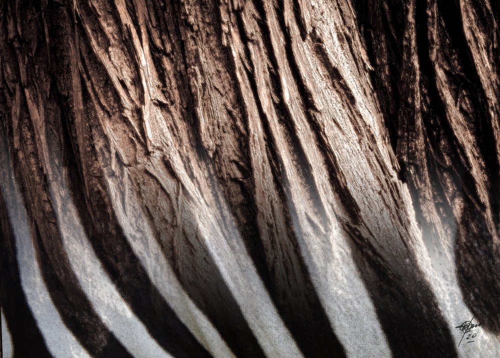 Zebra Stripe Texture by Osvaldo Russo