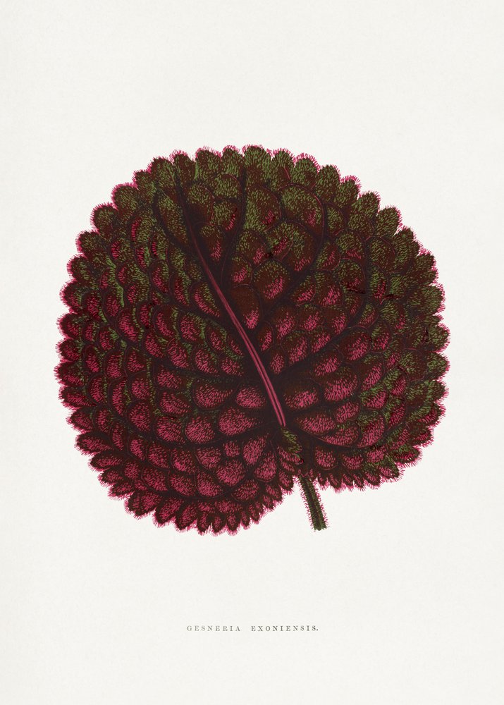 Pink Gesneria Exoniensis Leaf Illustration by PictufyLes Plantes a Feuillage Colore
