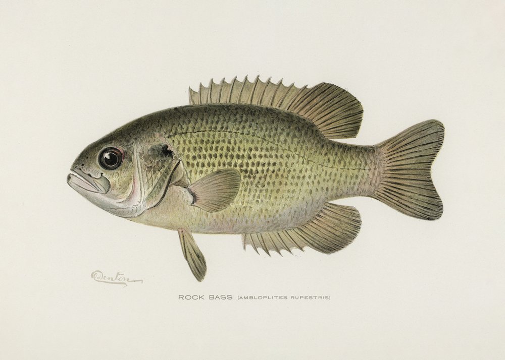 Rock Bass (Ambloplites Rupestris) by Pictufy