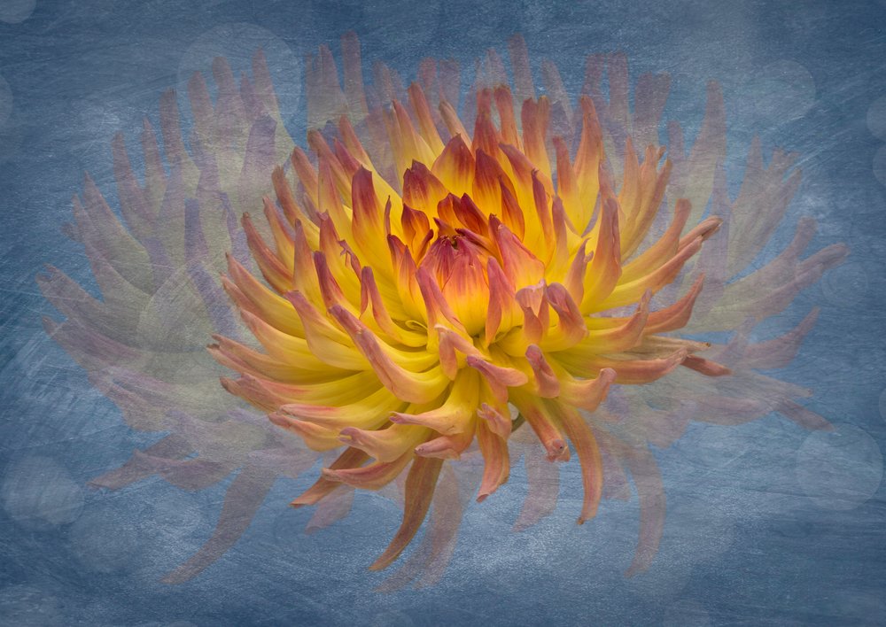 Golden Dahlia Flow by Richard Urbanski