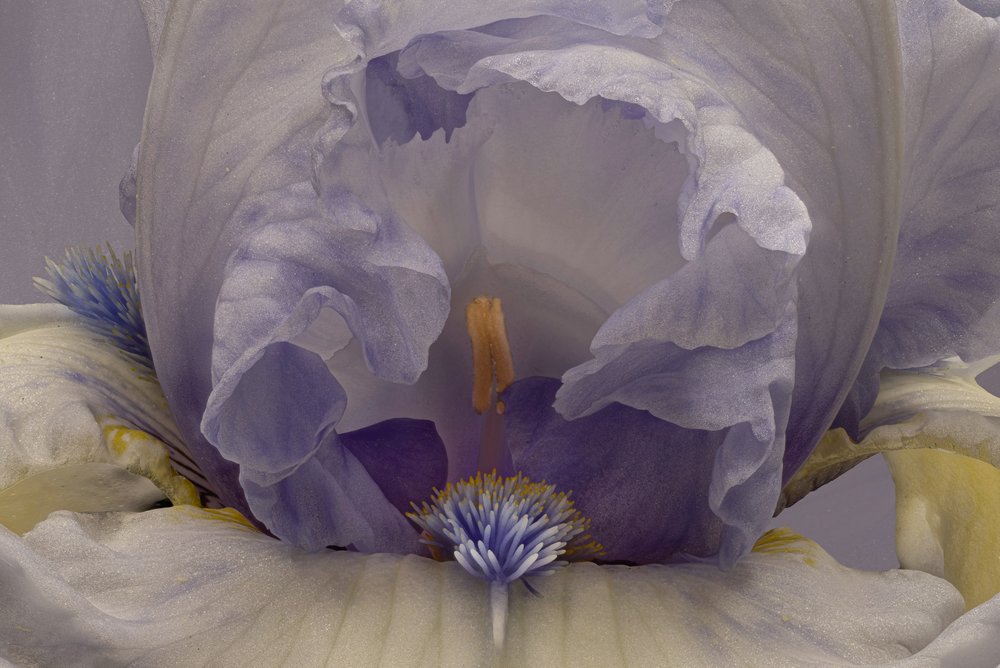 Soft Lavender Iris by Richard Urbanski