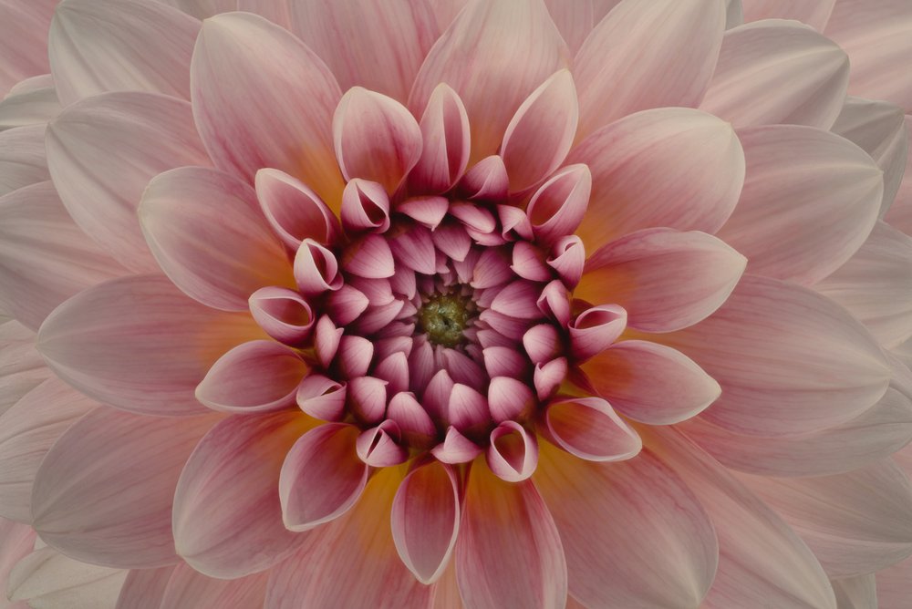 Vibrant Pink Dahlia by Richard Urbanski