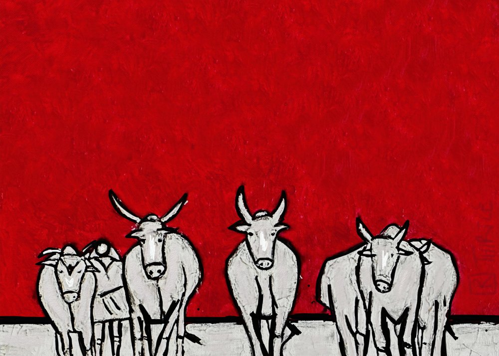 Bold White Cattle by Robert Thirtle