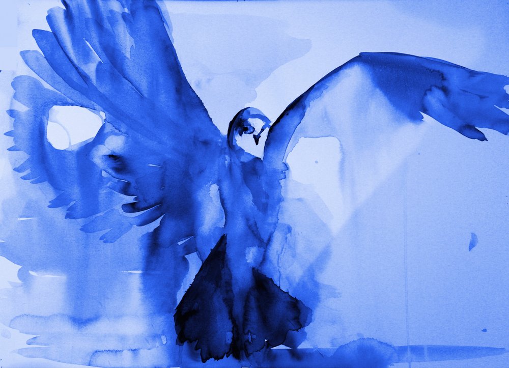 Blue Dove Flight by RodMacIver