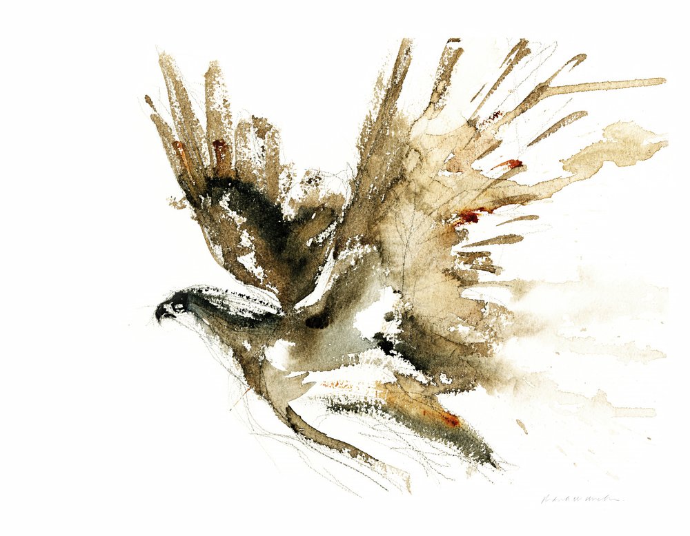 Flying Hawk by RodMacIver