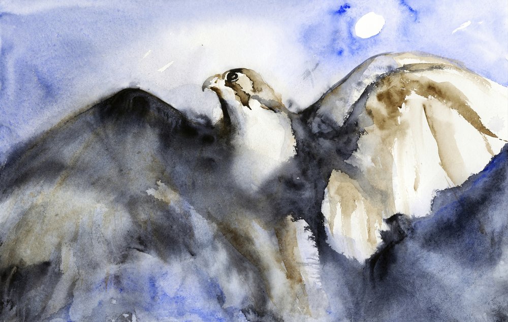 Majestic Falcon Flight by RodMacIver
