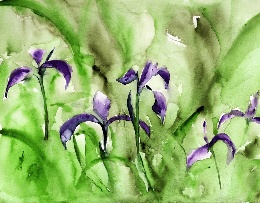 Vibrant Iris Garden by RodMacIver