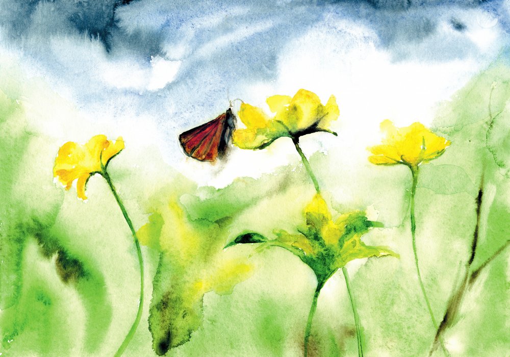 Vibrant Meadow Butterfly by RodMacIver