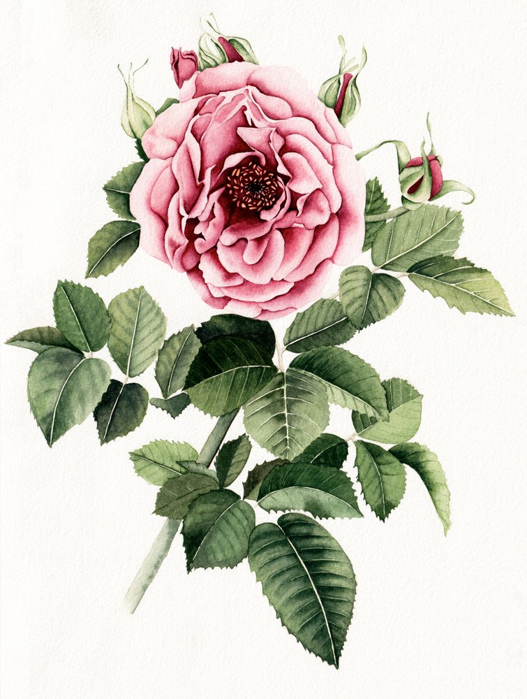 Blooming Pink Rose by Salome