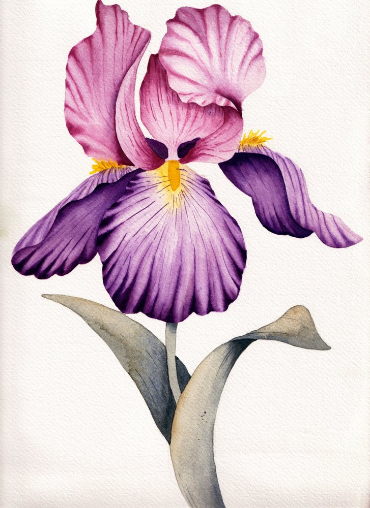 Vibrant Purple Iris by Salome