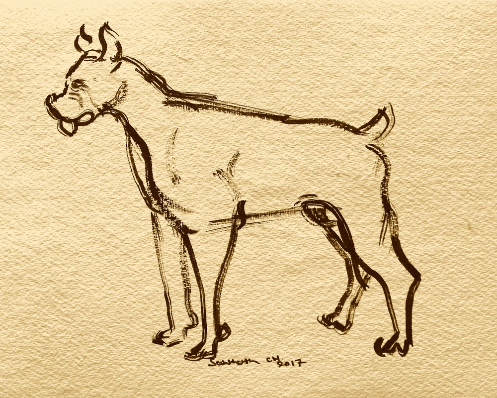 Boxer Dog Sketch by Santhosh ch