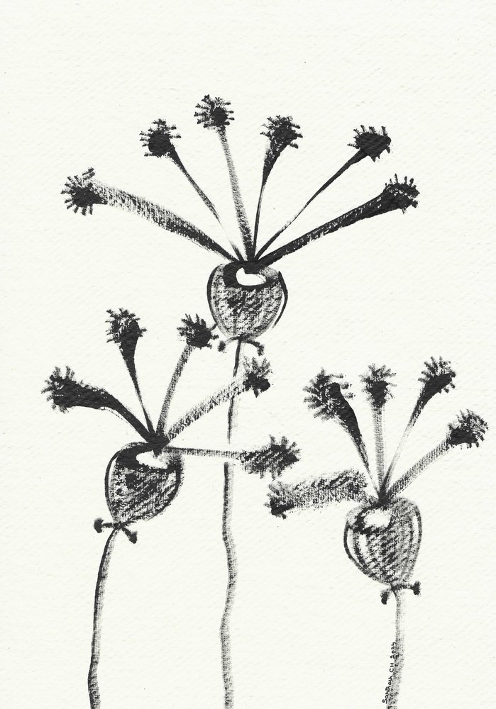 Minimalist Botanical Drawing by Santhosh ch