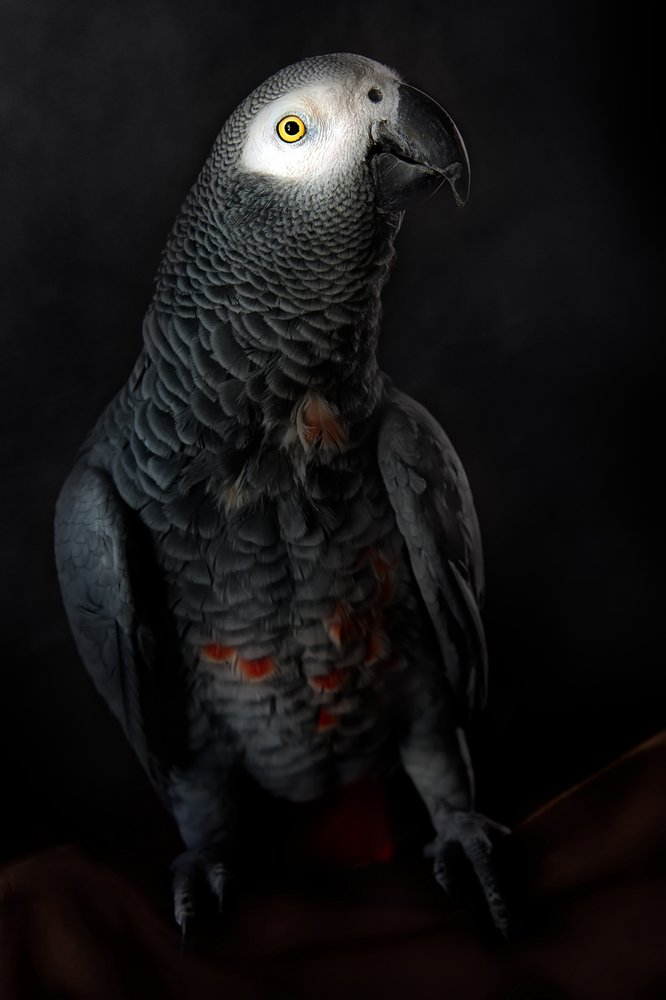 Dignified Grey Parrot by Santiago Pascual Buye