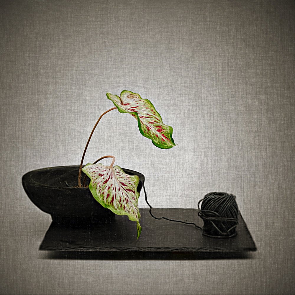 Caladium and Black Yarn by Saskia Dingemans