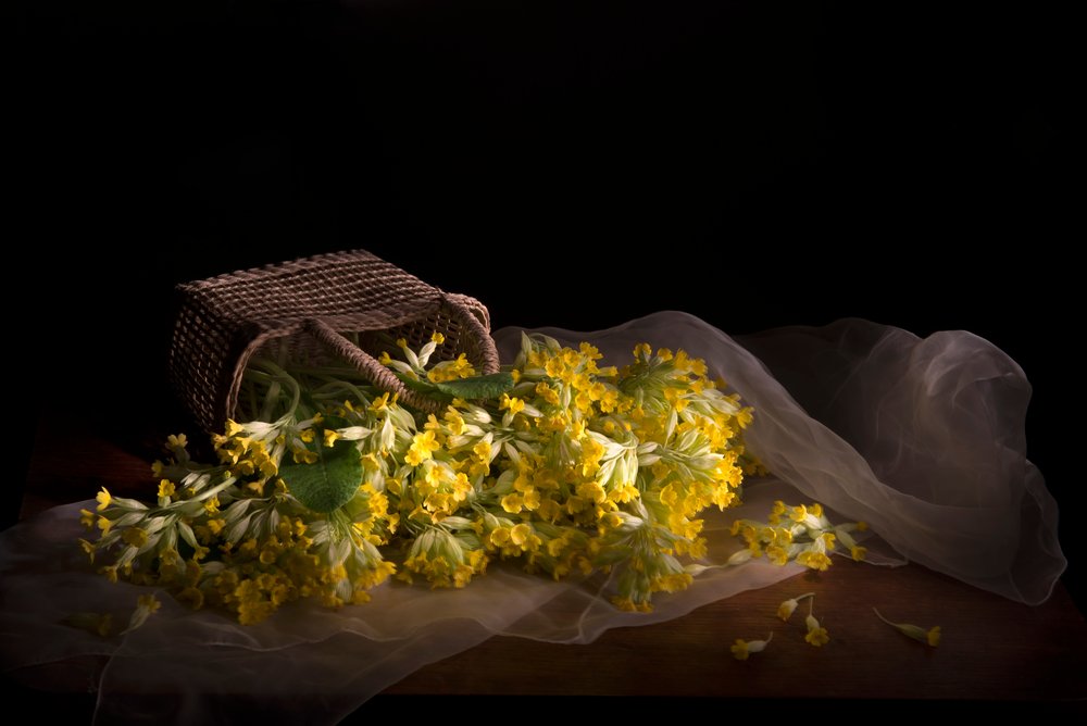 Delicate Primrose Spill by Silvija Danelsone