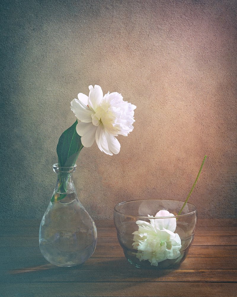 White Peony Still Life by Sophie Pan