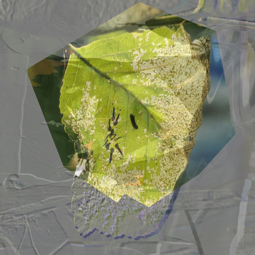 Abstract Green Leaf by Stefan Fransson