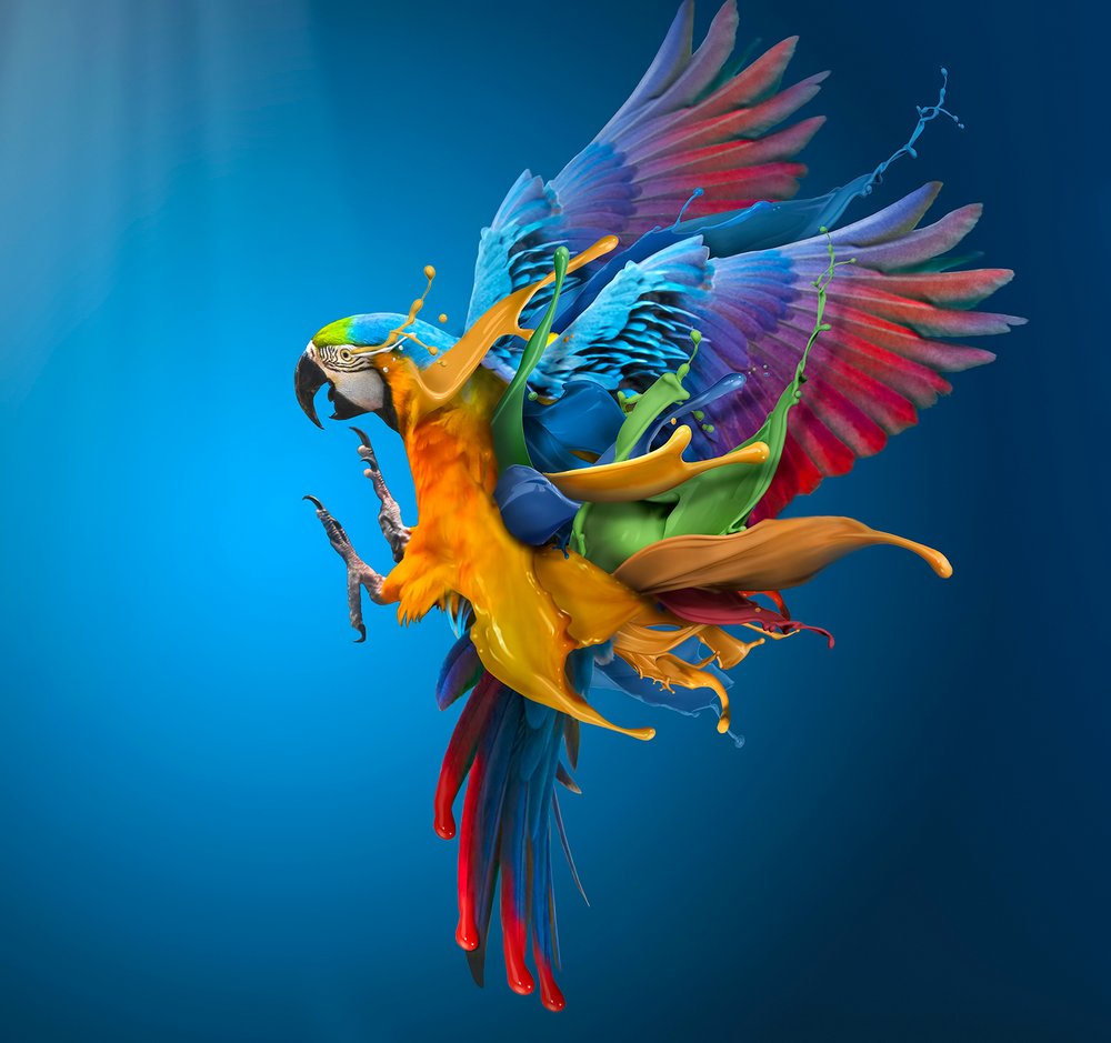 Vibrant Parrot Splash by Sulaiman Almawash